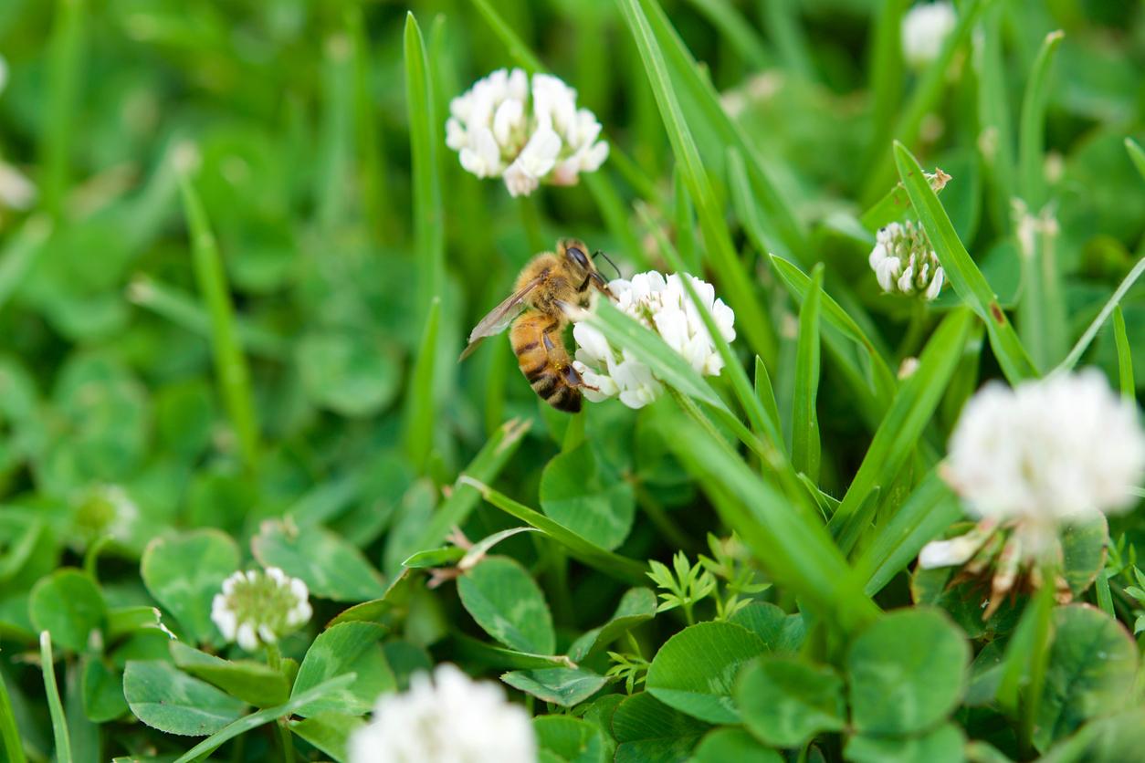 Close up of a bee on a clover flower