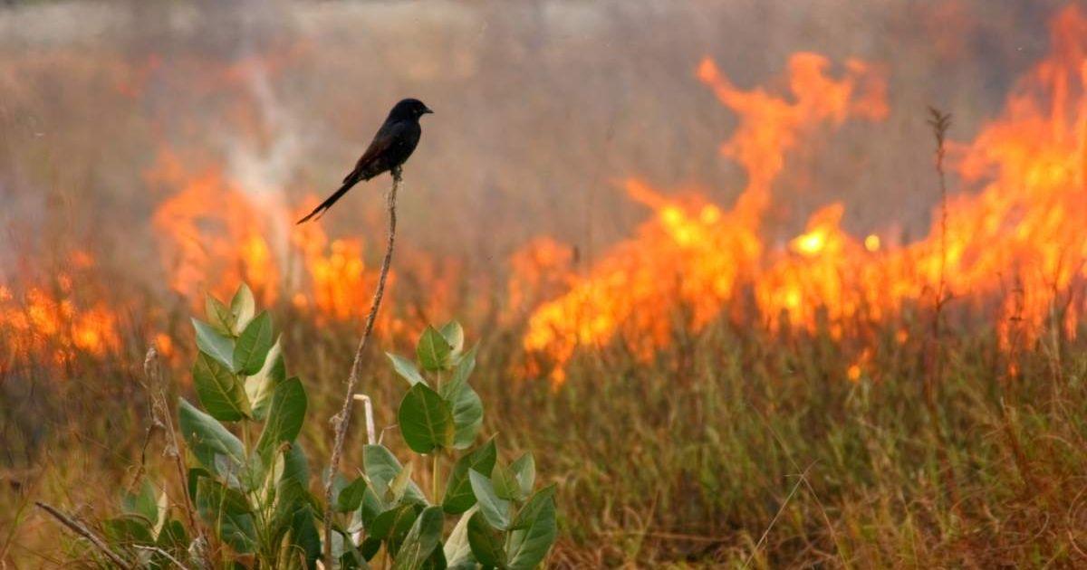 Black drongo bird perched on a tree waiting for insects to pop out after wildfire. (Representative Cover Image Source: Getty Images | Amir Mukhtar)