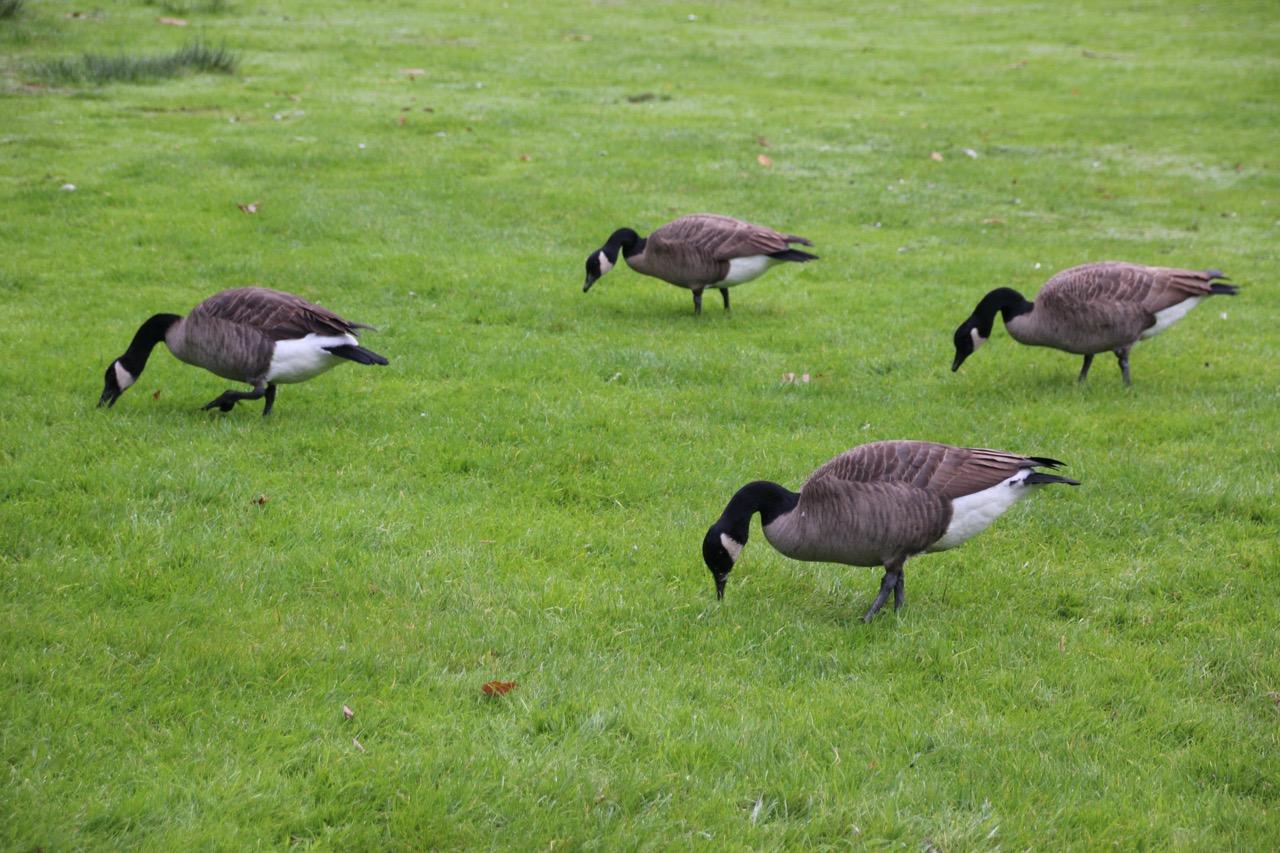 Here’s How to Keep Geese Out of Your Yard