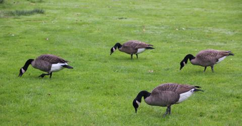 Geese in yard