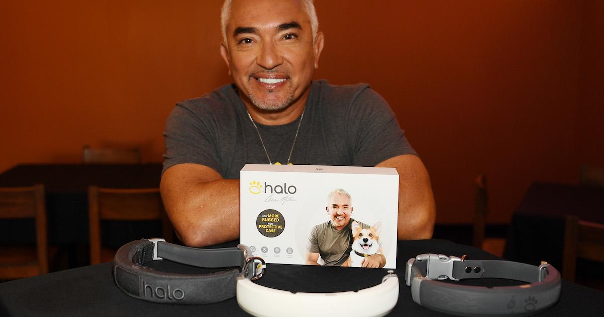 Cesar Millan’s Dog Collar and Recall Training Will Keep Your Dog Safe