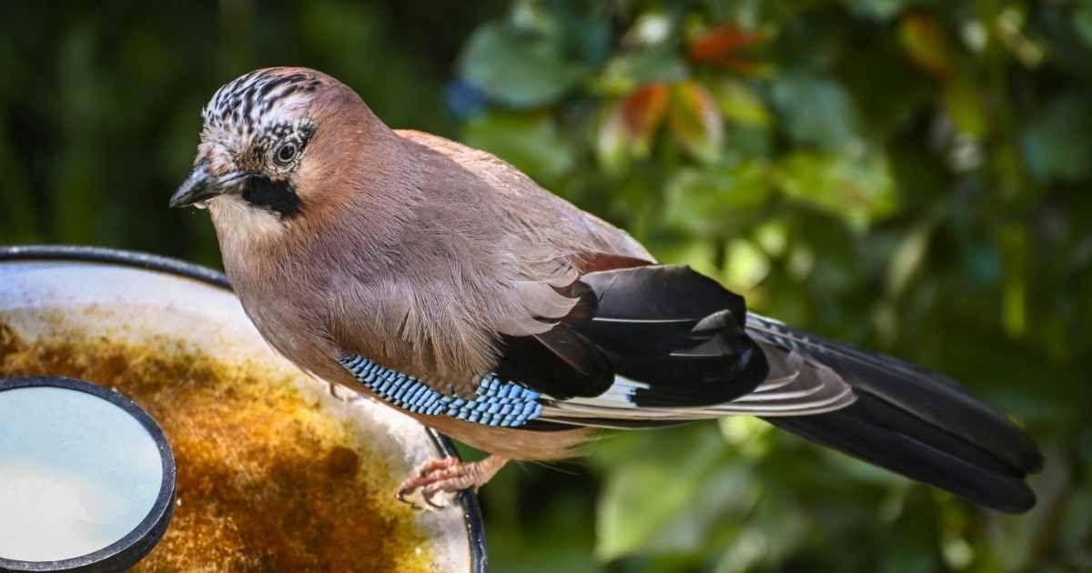 A bird hesitates to use a bird bath. (Representative Cover Image Source: Pexels | Alexas Fotos)