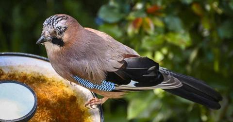 A bird hesitates to use a bird bath. (Representative Cover Image Source: Pexels | Alexas Fotos)
