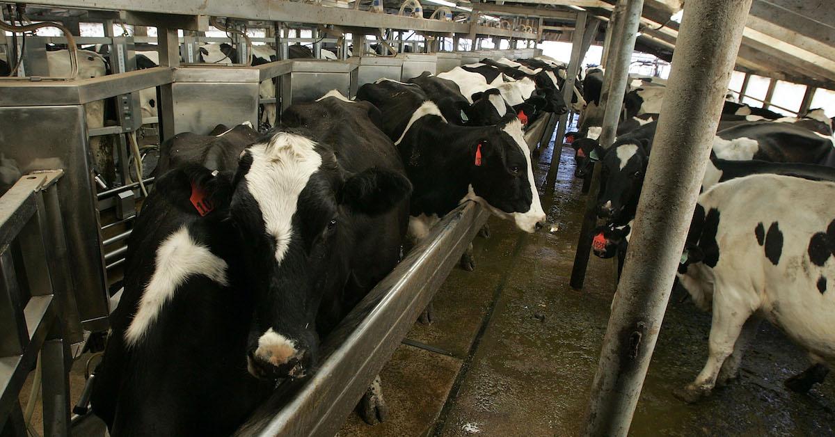 Government Forcing Farmers to Destroy Crops? Subsidies Take Care of That