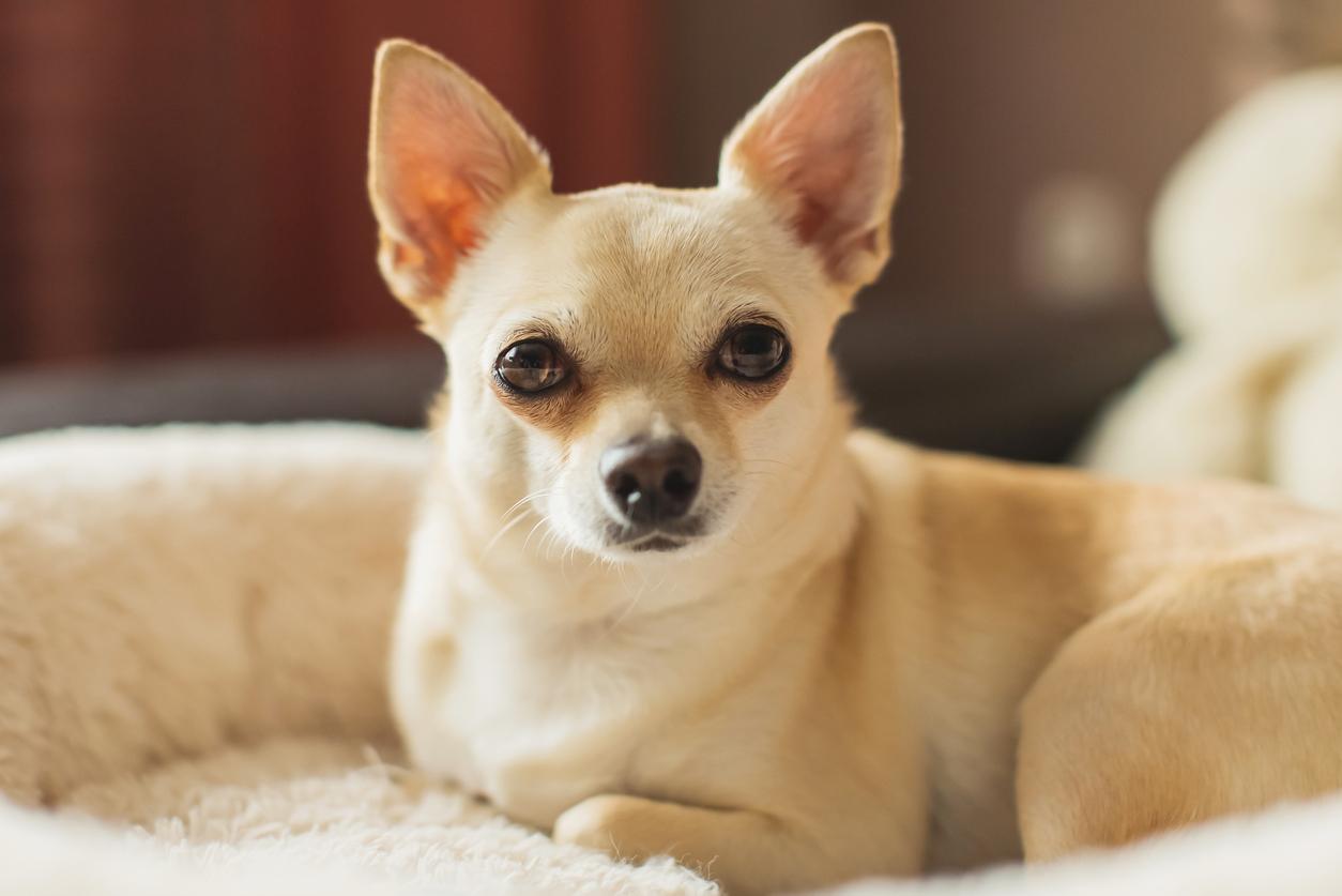 A close up of a cream-colored Chihuahua laying in a dog bed. 