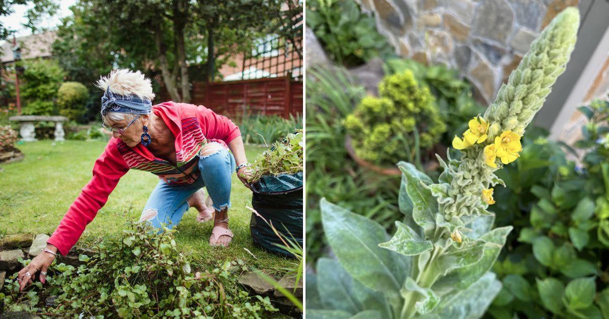 (L) A gardener pulling weeds from the garden. (Representative Cover Image Source: Getty Images | SolStock); (R) A blooming Mullein plant. (Cover Image Source: Reddit | u/Strong-Rise6221)