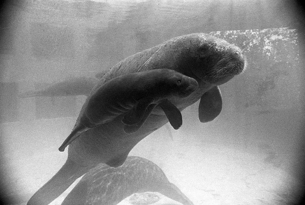 In this photo from 1975, Juliet swims with her offspring at the Miami Seaquarium. This birth is believed this to be the first-ever manatee offspring conceived and born in captivity