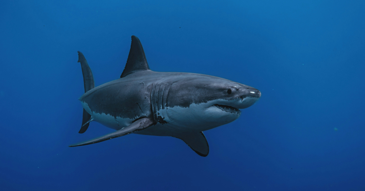 A great white shark swims in the open ocean