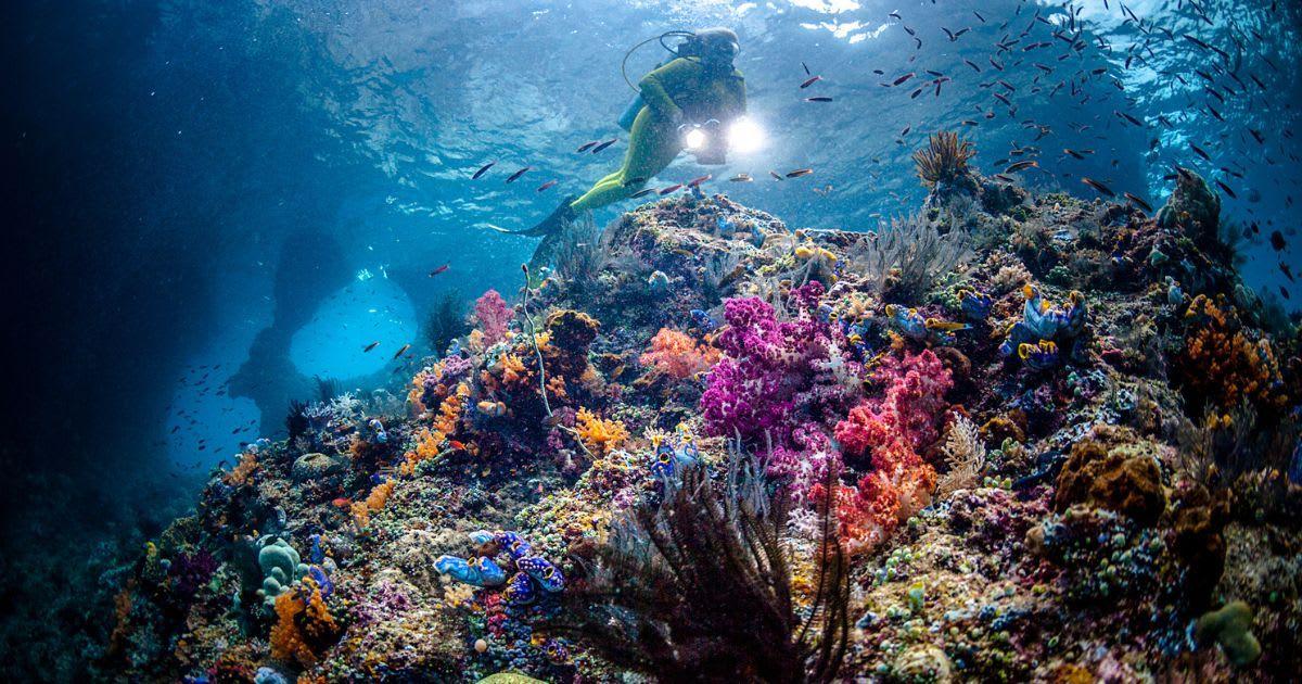 A scuba diver watches colorful coral reefs. (Representative Cover Image Source: Getty Images | Giordano Cipriani)