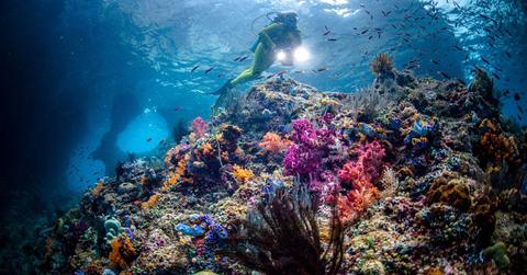 A scuba diver watches colorful coral reefs. (Representative Cover Image Source: Getty Images | Giordano Cipriani)