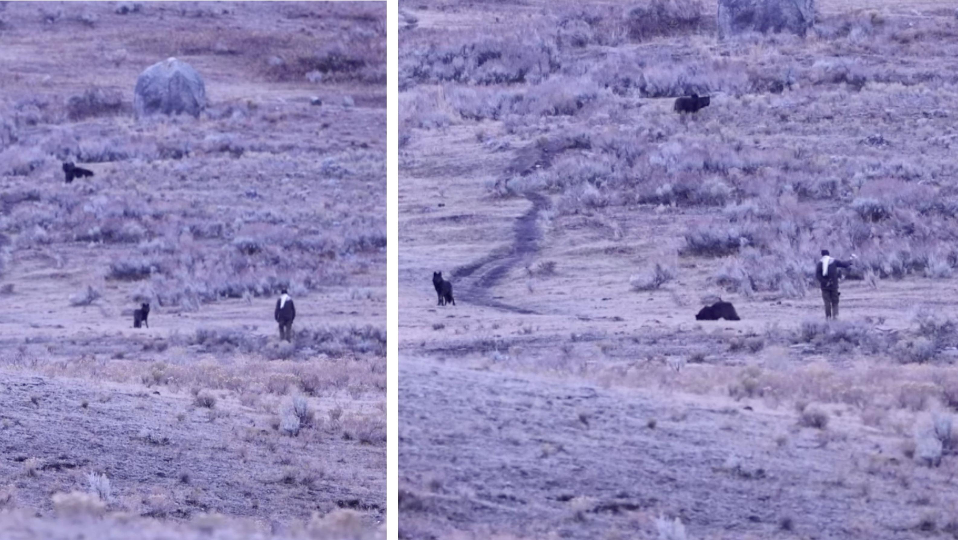 Two screenshots depict a man approaching wolves in Yellowstone.