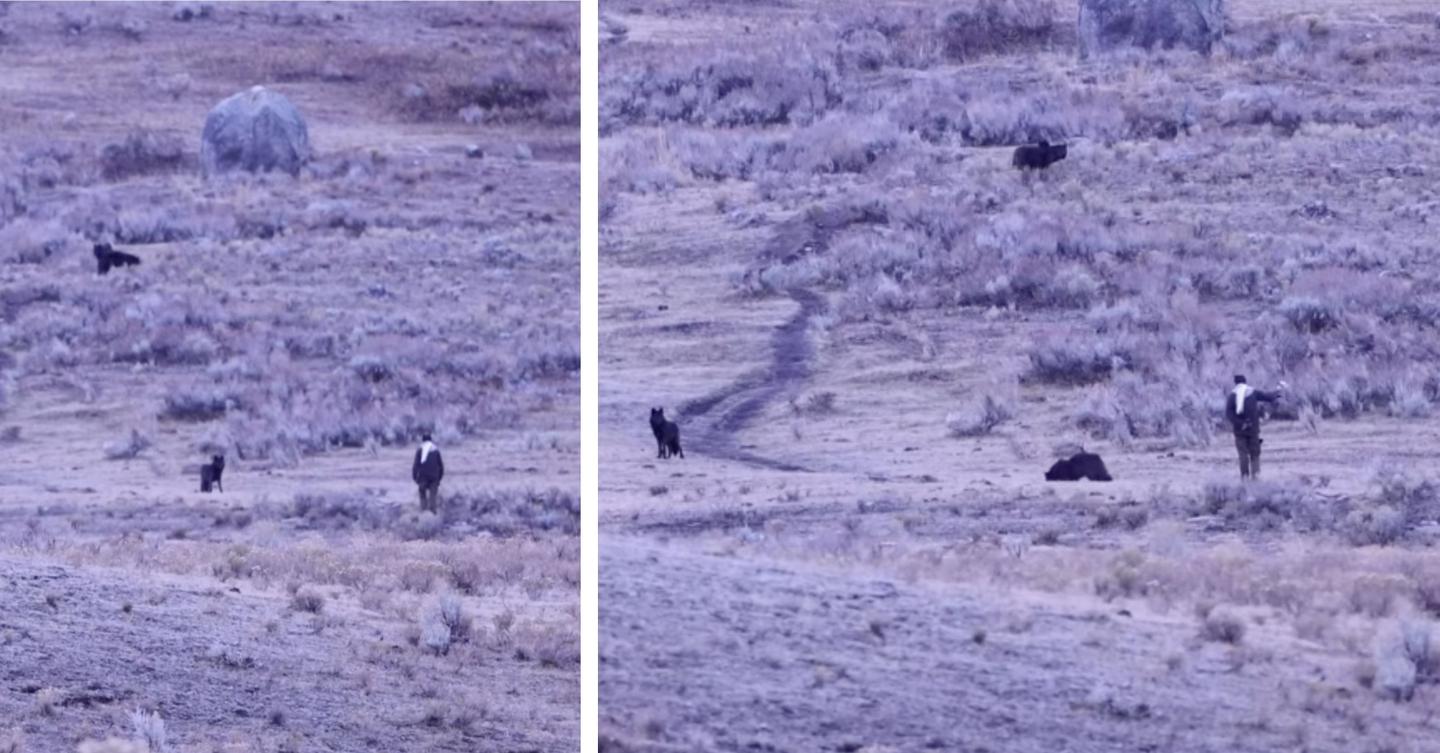 Man Caught Approaching Wolves in Yellowstone National Park