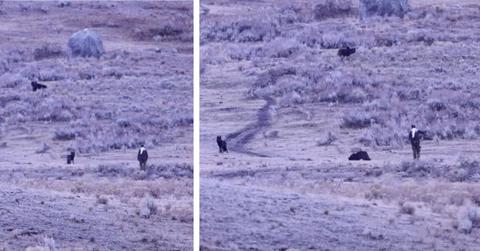 Two screenshots depict a man approaching wolves in Yellowstone.