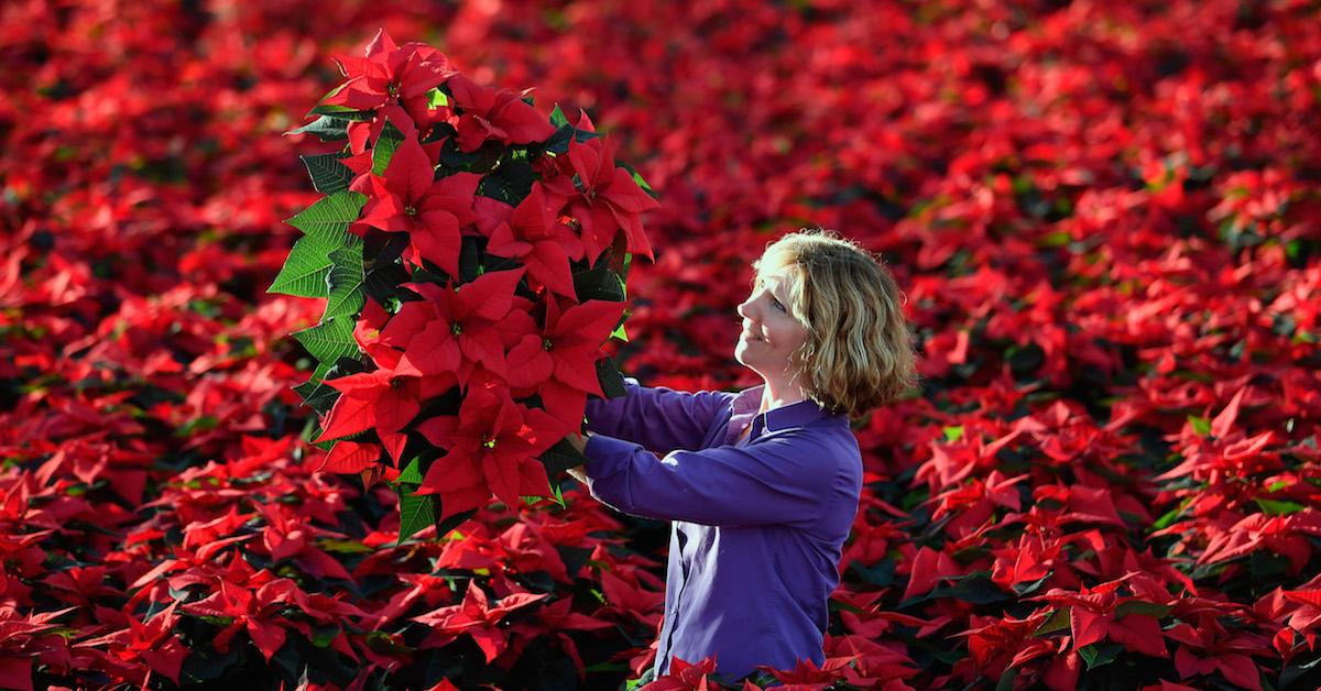 How to Care for Poinsettias, to Keep Them Alive Year-Round