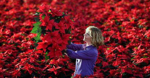 How to care for poinsettias