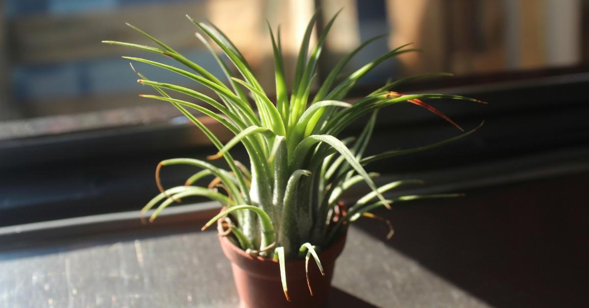 A potted air plant sits on a counter in the sun