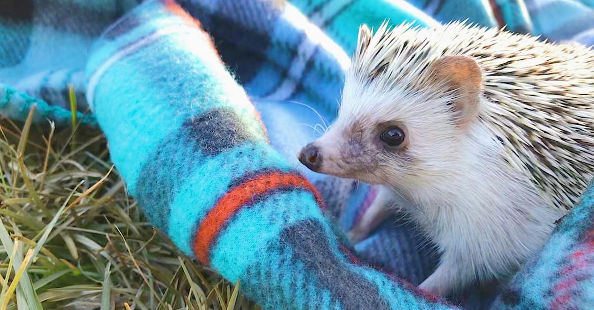 A hedgehog sits on a blanket out in the grass