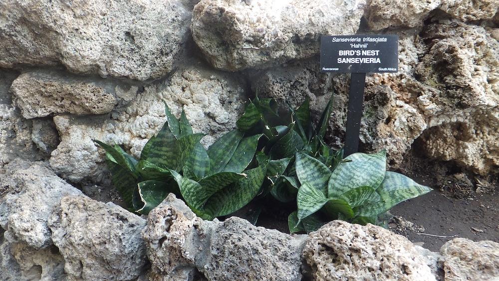 A Hahnii snake plant on display