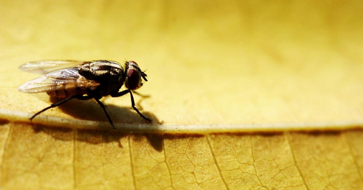 Closeup of a common housefly on a leaf