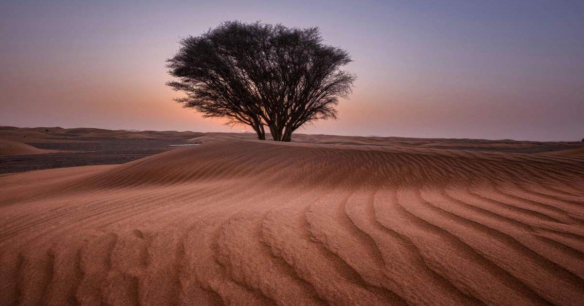 Green tree in the middle of the desert. (Representative Cover Image Source: Pexels | Walid Ahmad)