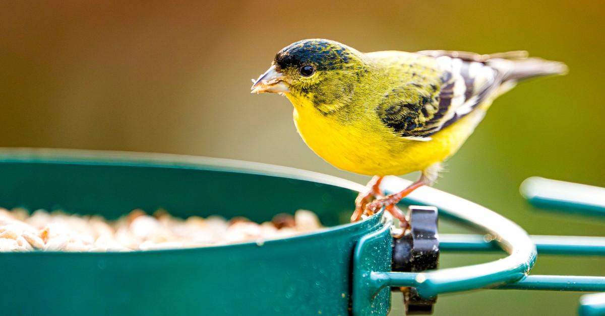 A goldfinch visits a backyard bird feeder