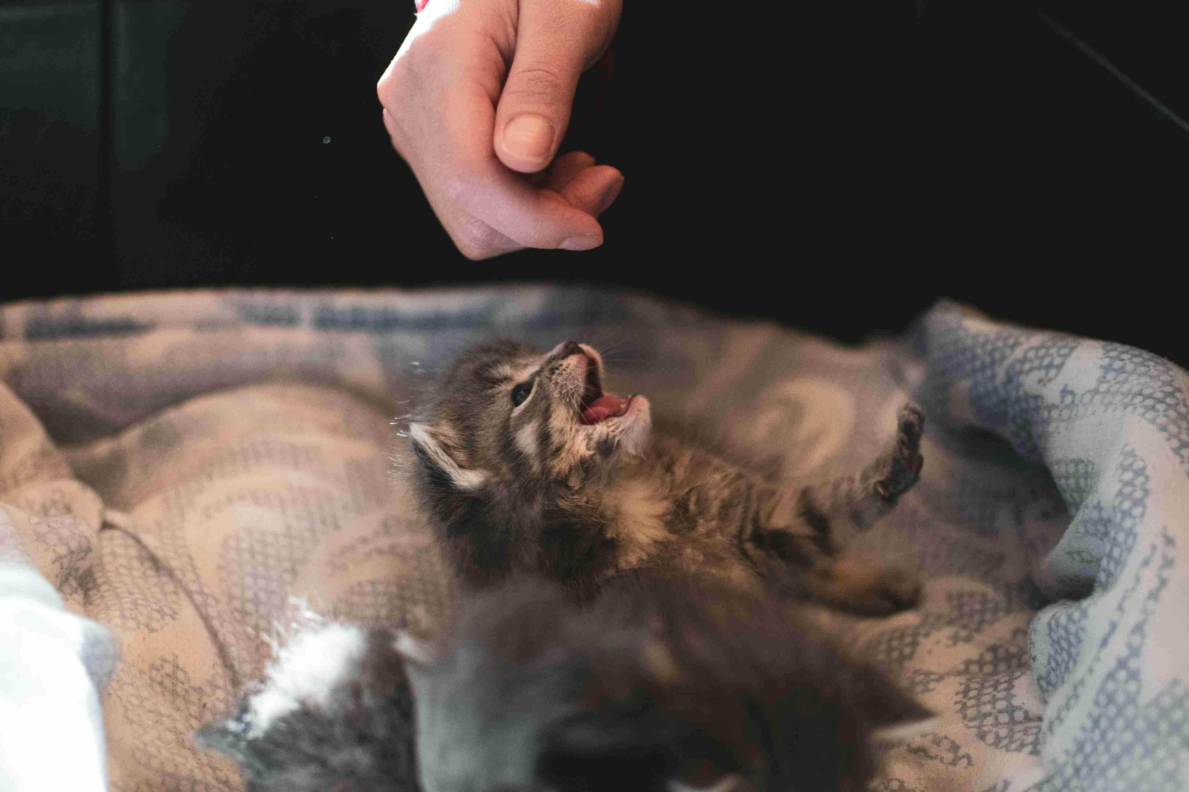 A person's hand hovers above a meowing kitten laying atop a blanket.