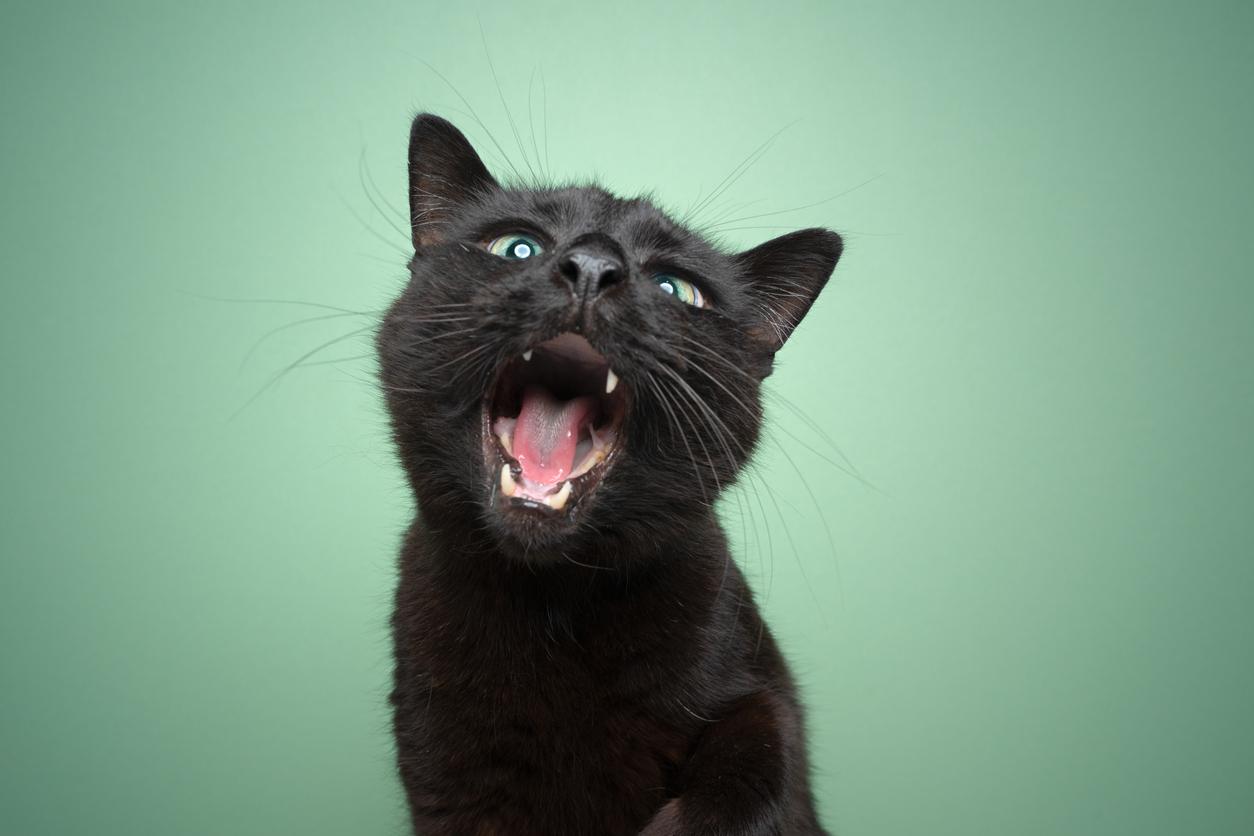 A black cat opens its mouth wide in front of a mint green colored background.