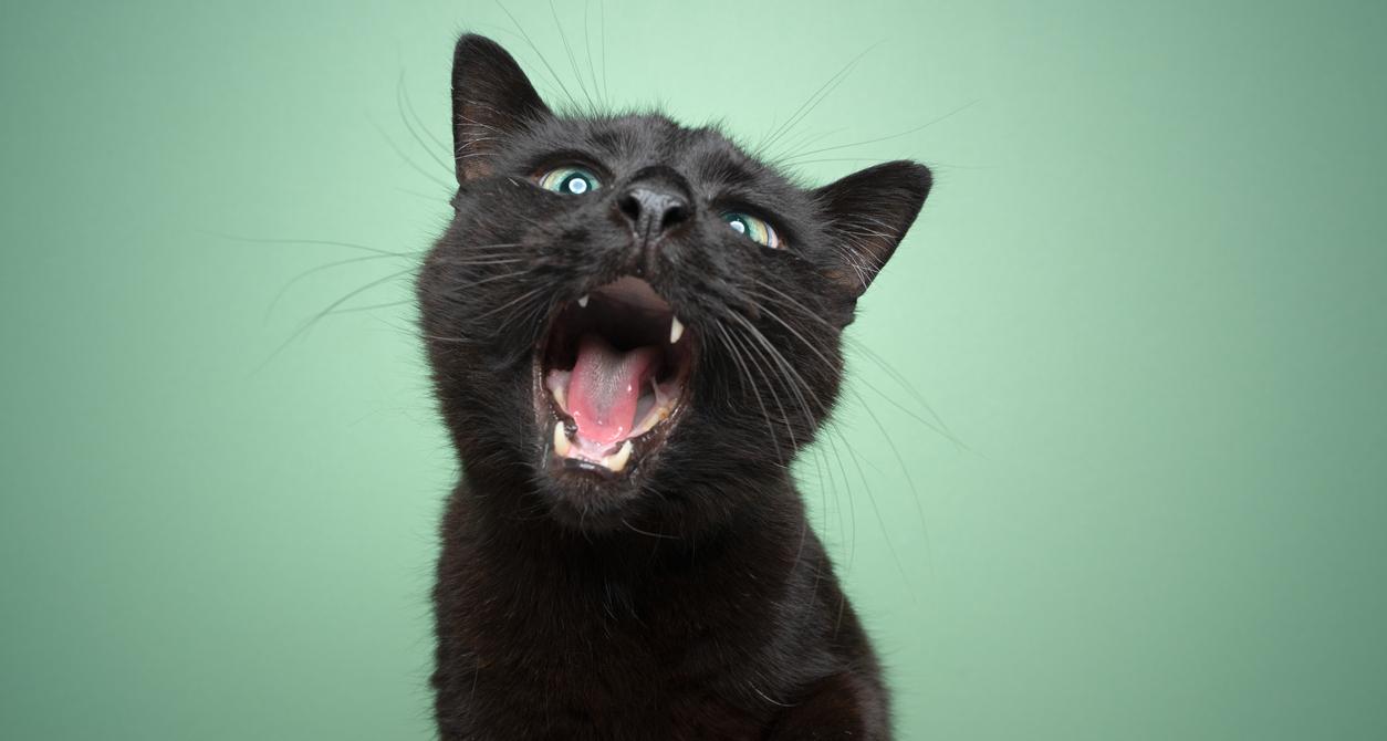 Can Your Companion Cat Get a Case of the Hiccups?