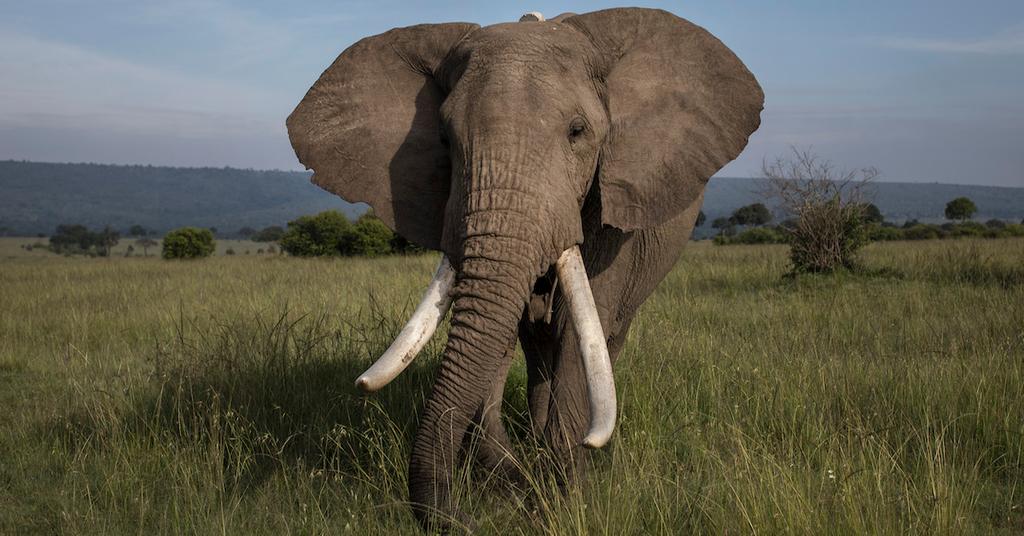 The "New Big 5" Redefined as Animals to Photograph, Not Hunt