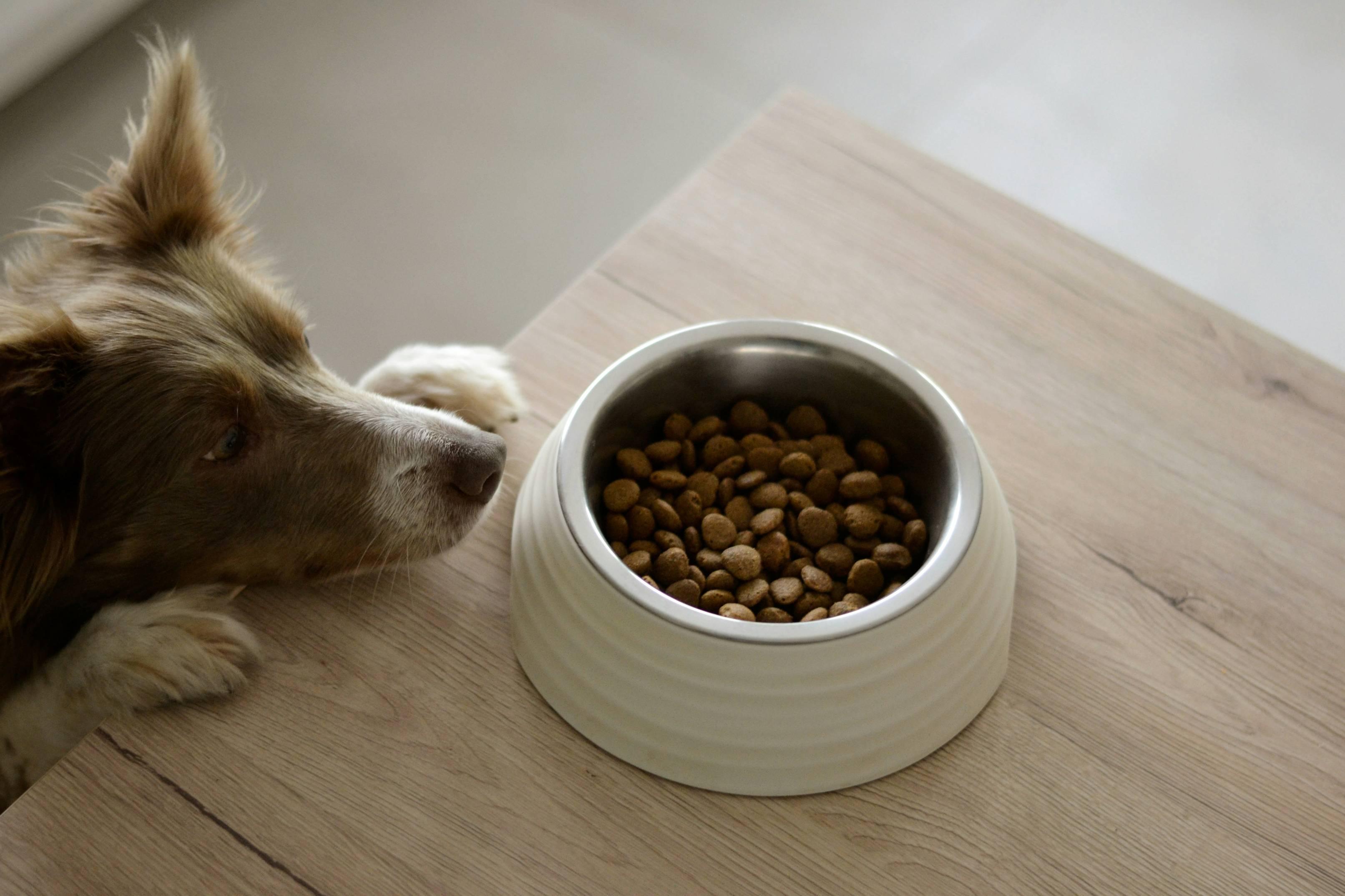 A dog places his head next to a bowl of food with avocado oil in it as one of the ingredients.