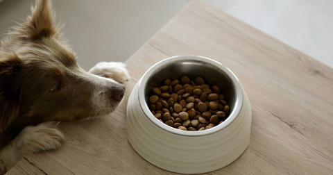 Can Dogs Have Avocado? Here's What Experts Say