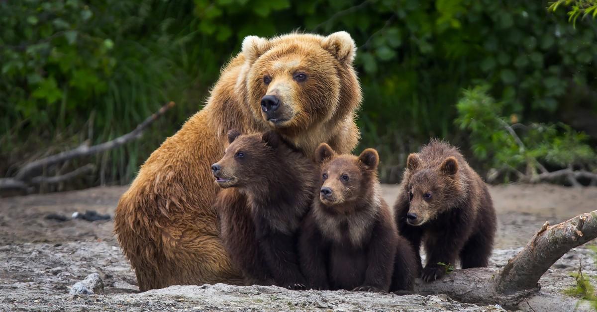 A mama brown bear and her three cubs