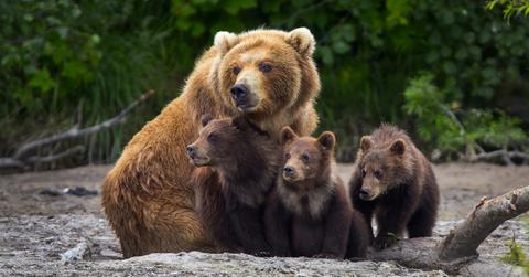A mama brown bear and her three cubs