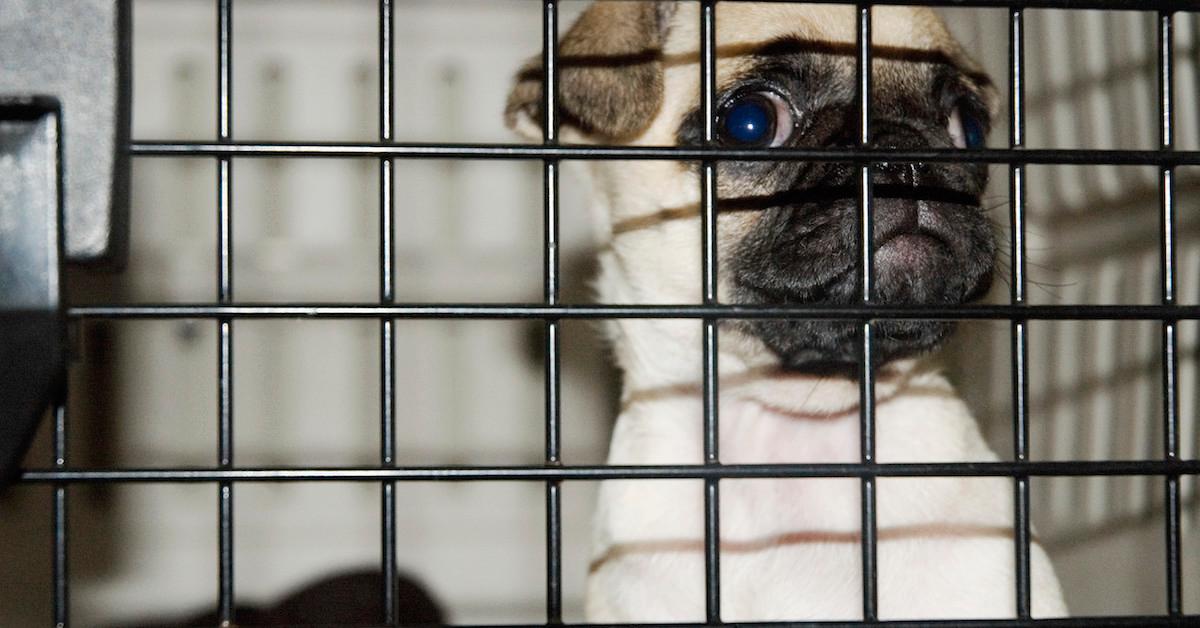 Crate Training Your Dog: Everything Pet Parents Should Know