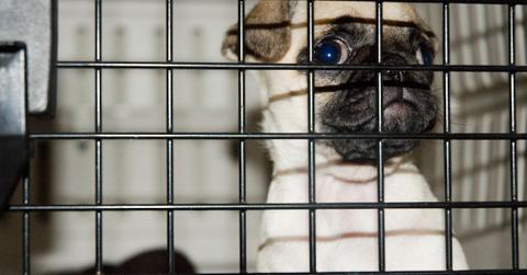 Dog crate training basics