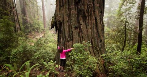 Young woman hugs a giant redwood tree in California's national park (Representative Cover Image Source: Getty Images | Carmen Martinez Torron)