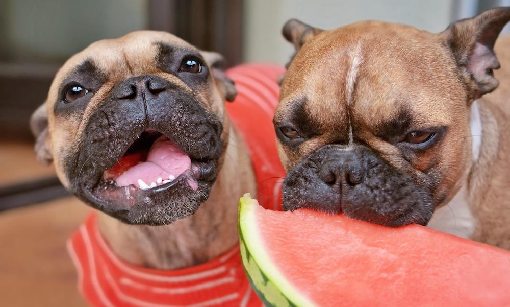 Two dogs eating watermelon.