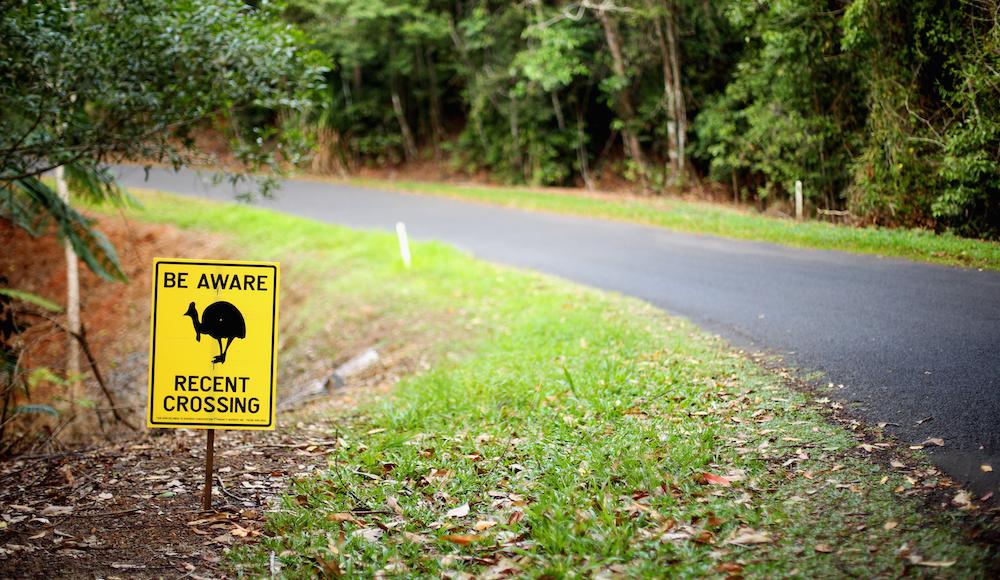 Cassowary Crossing Sign