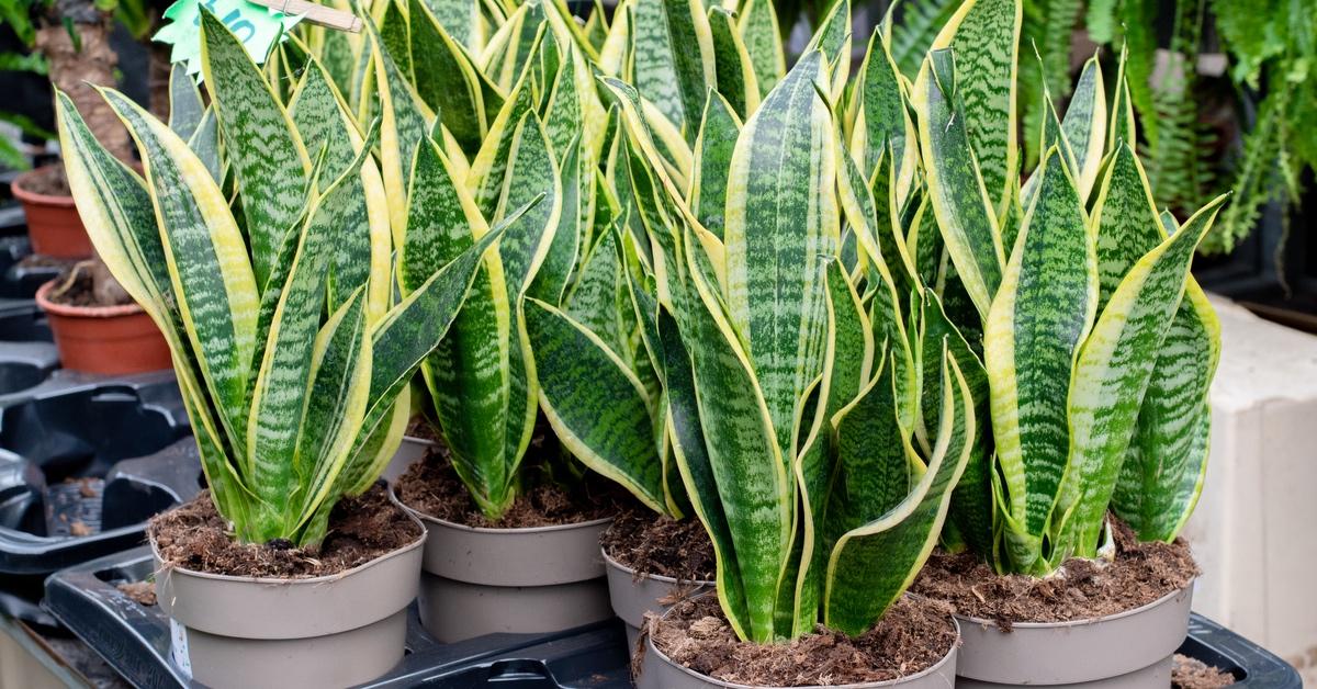 Potted snake plants in a garden waiting to be planted.