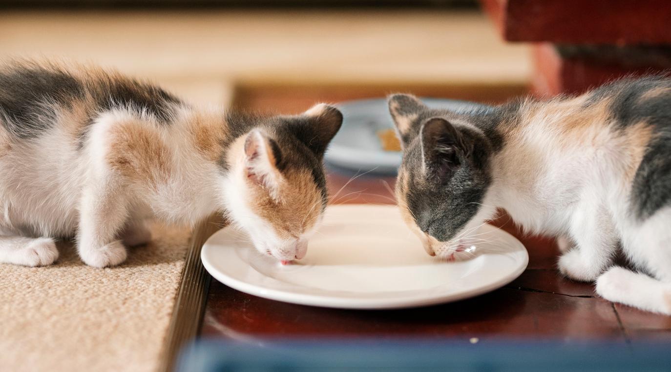 Two kittens drink from a saucer of milk on a hardwood floor.