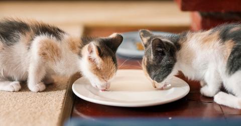 Two kittens drink from a saucer of milk on a hardwood floor.