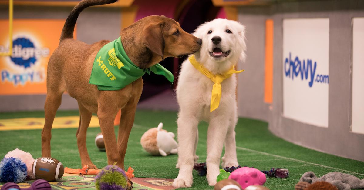 Puppy Bowl 2023: What is it, how the winner is determined and more -  DraftKings Network