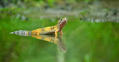 A gecko standing on water stares with its sinister reptilian eye preparing to crawl forward. (Representative Cover Image Source: Pixabay | Anggan)