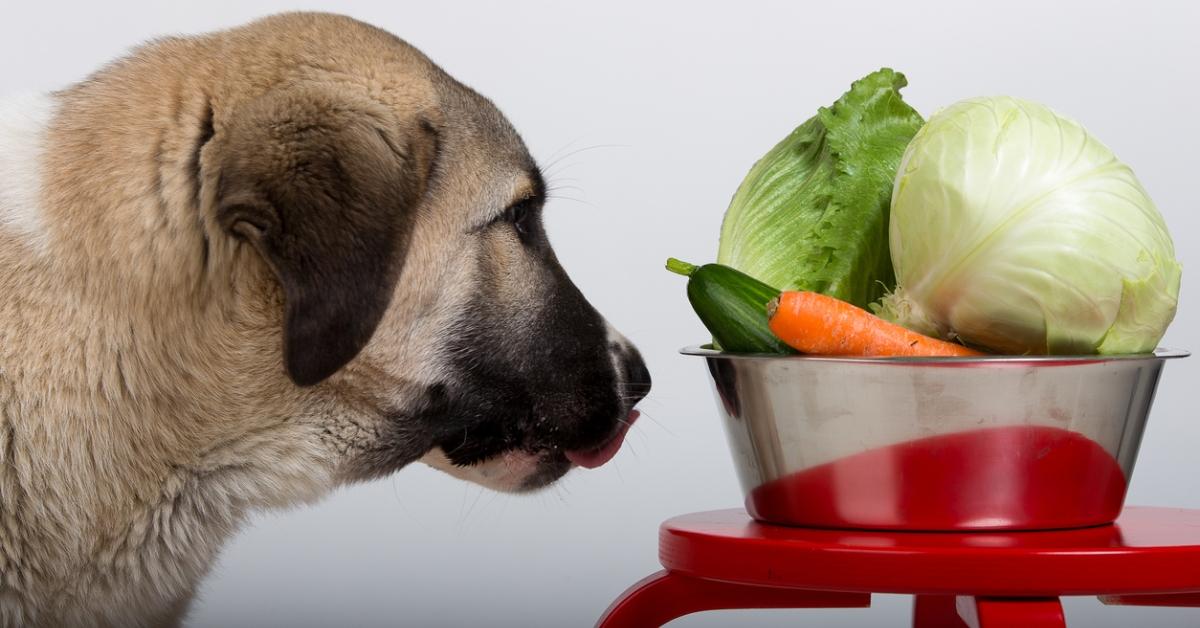 A dog staring at a bowl of vegetables.