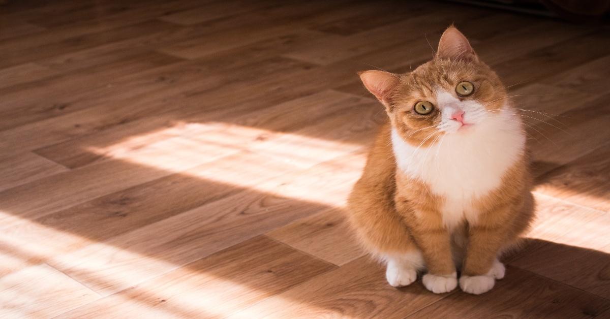 Orange and white cat tilt's their head at the camera.