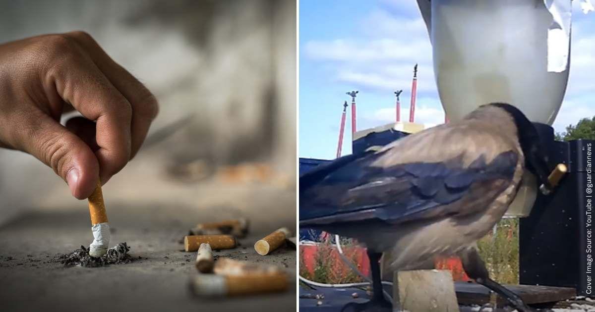 Clean Crows Clever Crows Are Now Picking Up Cigarette Butts — And Quietly Saving ...
