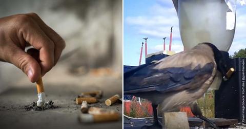 (L) A person putting out a cigarette. (Representative Cover Image Source: Getty Images | Nopphon Pattanasari) | (R) A clever crow exchanging litter for food. (Cover Image Source: YouTube | @guardiannews)
