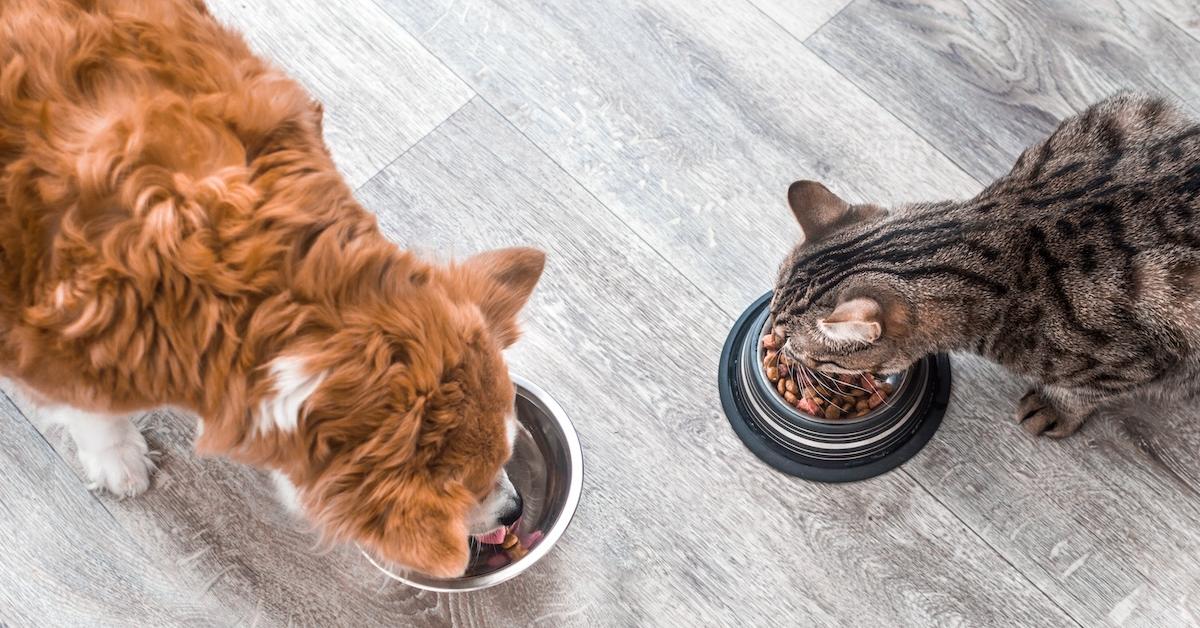 Best Natural Dog Food and Cat Food Brands