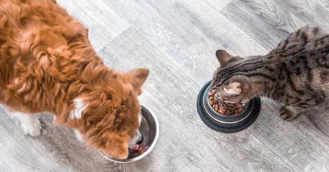 Dog and a cat are eating together on the floor from two silver bowls of food.