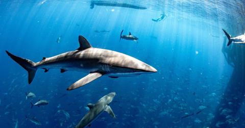An underwater view of sharks swimming in the deep sea and a diver watching them. (Representative Cover Image Source: Getty Images | Samuel J Coe)